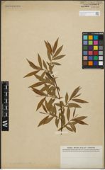 Foto von Salix pomeranica Willd.